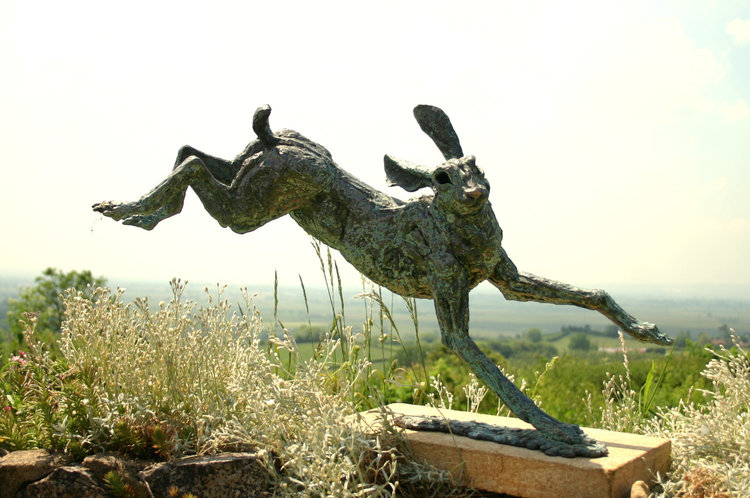 hares catch me